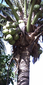 Coconut tree